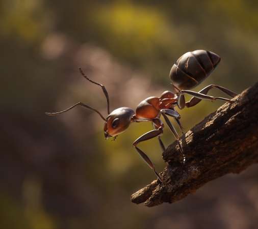 Empire of the Ants Mvil Horizontal fondo de escritorio